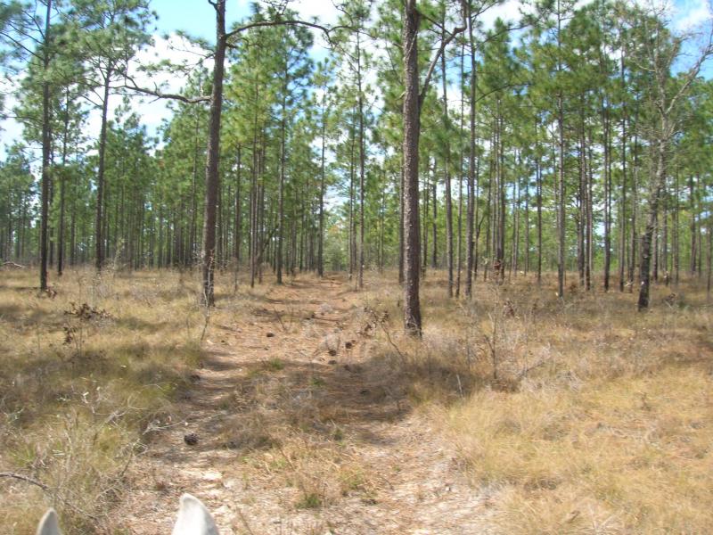 A trail in the Goethe State forest